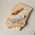 Cleansing Kit with Shell